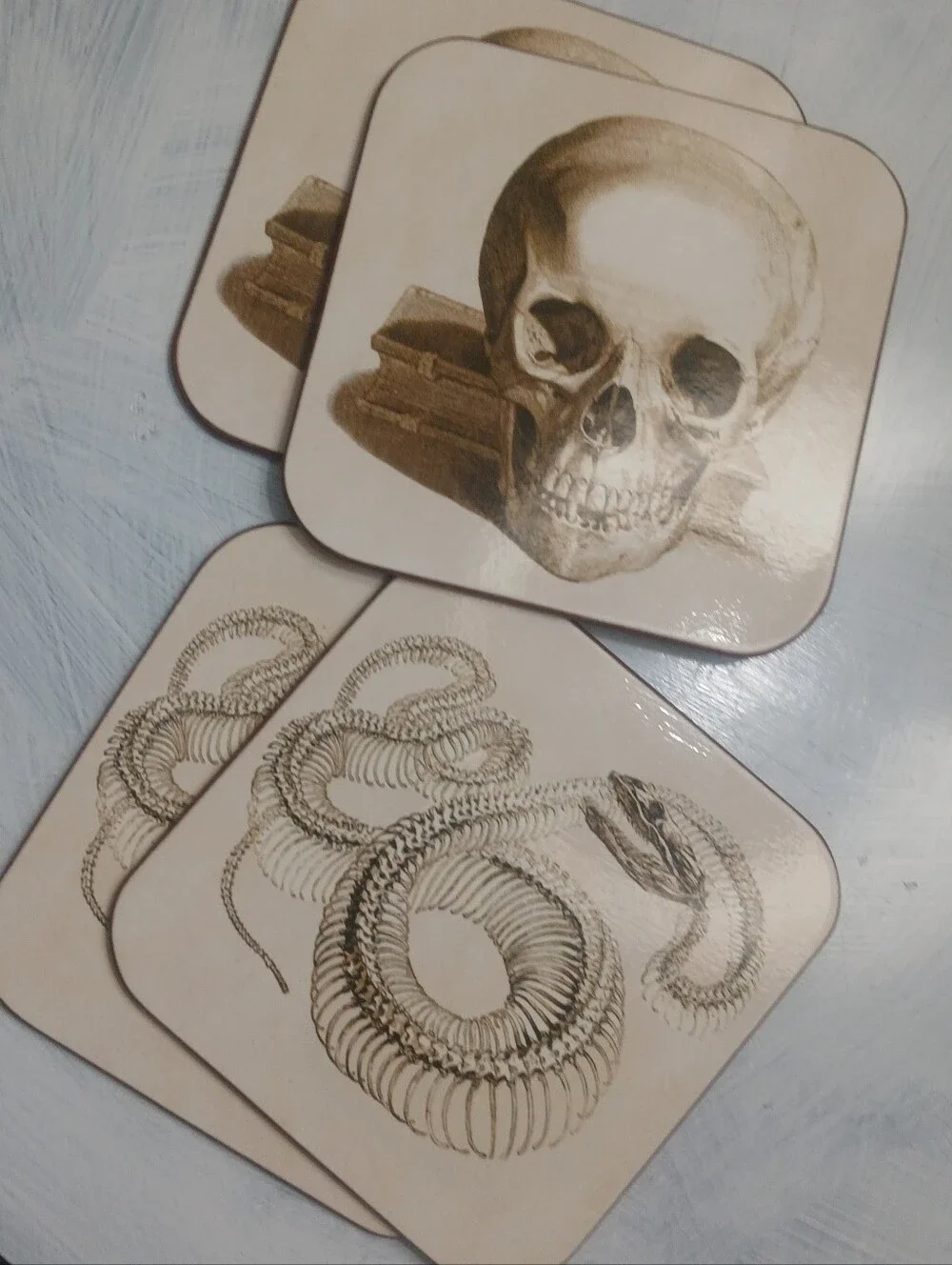 Williams-Sonoma Illustrated Coasters Sepia-Toned Artwork Anatomical Design